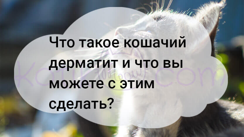 Подробнее о статье Что такое кошачий дерматит и что вы можете с этим сделать?