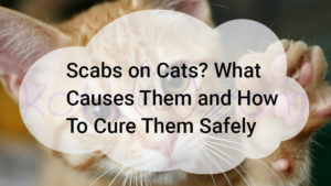 Read more about the article Scabs on Cats How To Cure Them Safely?