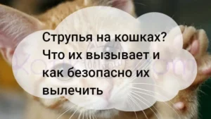 Подробнее о статье Струпья на кошках как безопасно их лечить?