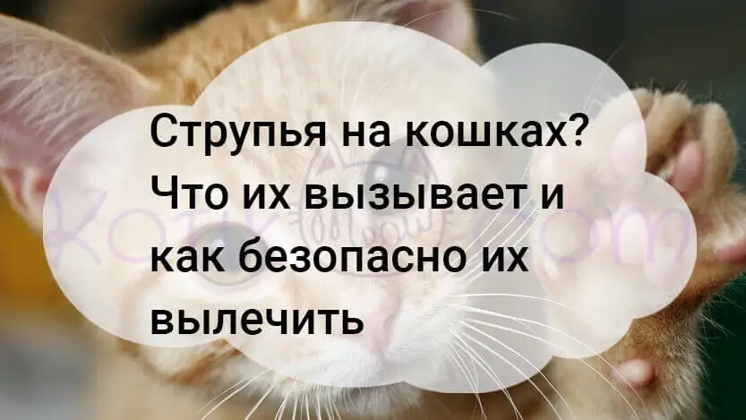 Подробнее о статье Струпья на кошках как безопасно их лечить?