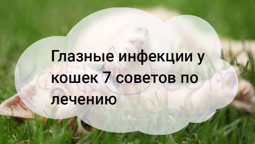 Вы сейчас просматриваете Глазные инфекции у кошек 7 советов по лечению