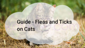Read more about the article Guide All About Fleas and Ticks on Cats