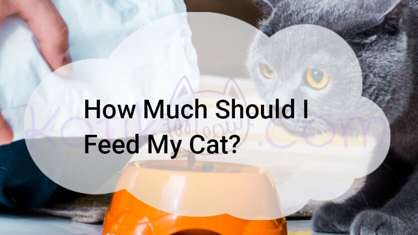Read more about the article How Much Should I Feed My Cat?