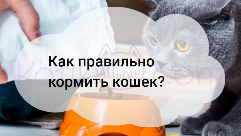 Вы сейчас просматриваете Как правильно кормить кошек?