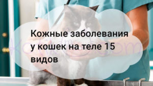 Подробнее о статье Кожные заболевания у кошек на теле 15 видов