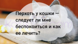 Подробнее о статье Перхоть у кошки должна меня беспокоить, как ее лечить?