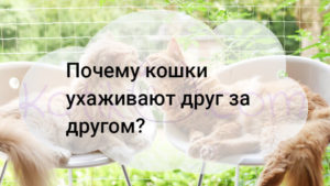 Подробнее о статье Почему кошки ухаживают друг за другом?