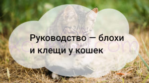 Подробнее о статье Блохи и клещи у кошек, краткое руководство
