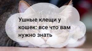 Подробнее о статье Ушные клещи у кошек все что вам нужно знать