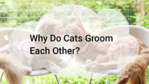 Read more about the article Why Do Cats Groom Each Other?
