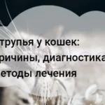 Струпья у кошек как лечить