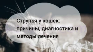 Подробнее о статье Струпья у кошек как лечить