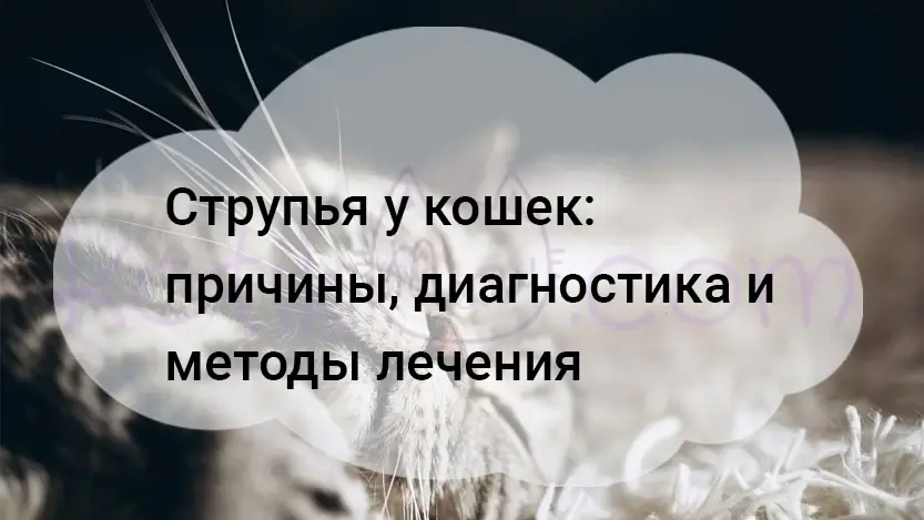 Подробнее о статье Струпья у кошек как лечить