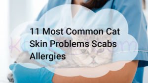 Read more about the article 11 Most Common Cat Skin Problems Scabs Allergies