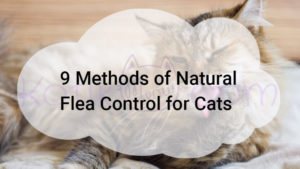 Read more about the article 9 Methods of Natural Flea Control for Cats