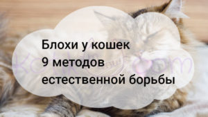Подробнее о статье Блохи у кошек 9 методов естественной борьбы