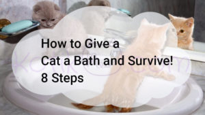 Read more about the article How to Give a Cat a Bath and Survive! 8 Steps