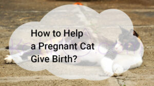 Read more about the article How to Help a Pregnant Cat Give Birth?