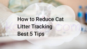Read more about the article How to Reduce Cat Litter Tracking Best 5 Tips