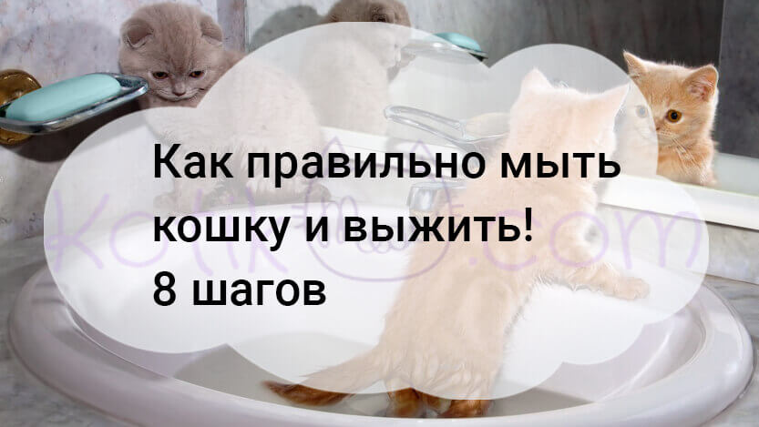 Вы сейчас просматриваете Как правильно мыть кошку и выжить! 8 шагов