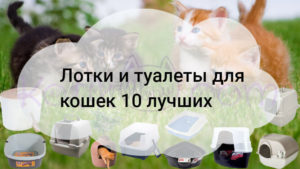 Подробнее о статье Лотки и туалеты для кошек 10 лучших