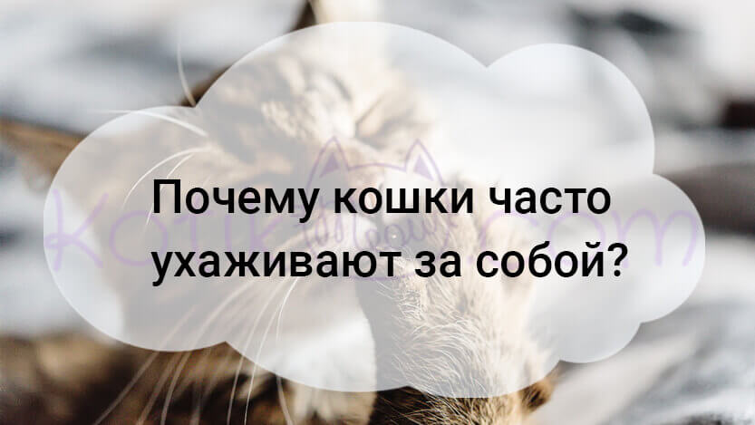 Подробнее о статье Почему кошки часто ухаживают за собой?