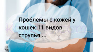 Подробнее о статье Проблемы с кожей у кошек 11 видов струпья …