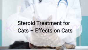 Read more about the article Steroid Treatment for Cats – Effects on Cats