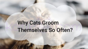 Read more about the article Why Cats Groom Themselves So Often?