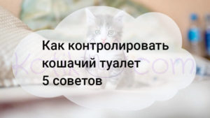 Подробнее о статье Как контролировать кошачий туалет 5 советов