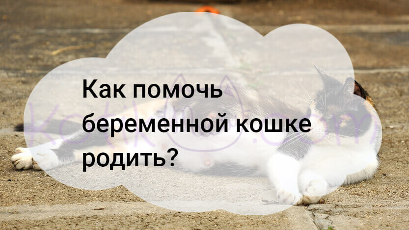Вы сейчас просматриваете Как помочь беременной кошке родить?