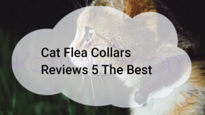 Read more about the article Cat Flea Collars Reviews 5 The Best