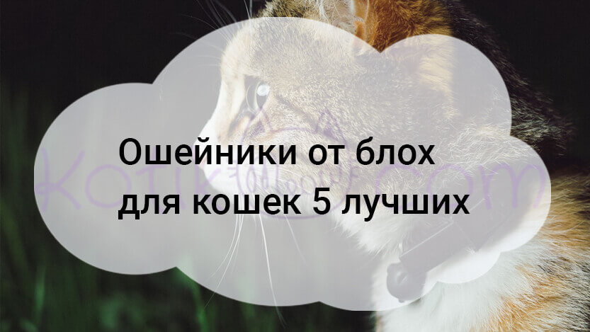 Вы сейчас просматриваете Ошейники от блох для кошек 5 лучших