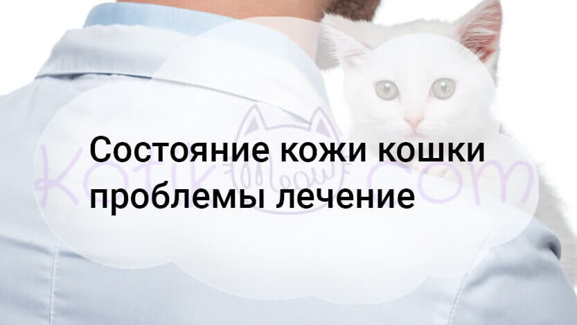 Вы сейчас просматриваете Состояние кожи кошки проблемы лечение