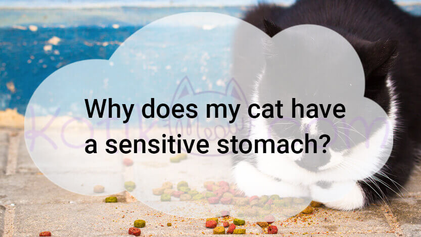 Read more about the article Why Does My Cat Have A Sensitive Stomach?