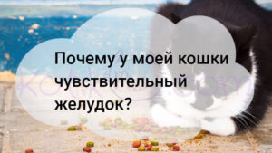 Подробнее о статье Почему у моей кошки чувствительный желудок?
