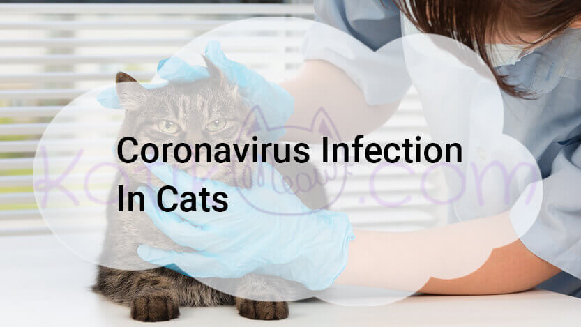 Read more about the article Coronavirus Infection In Cats