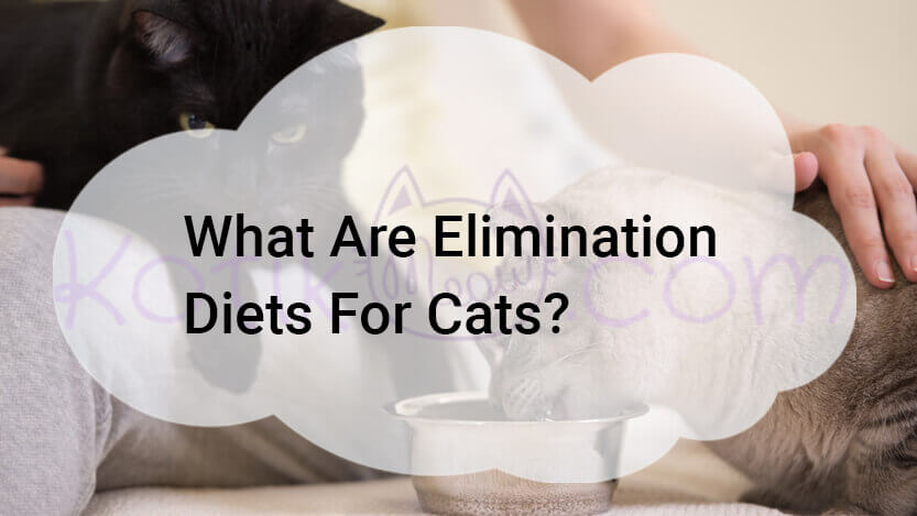 You are currently viewing What Are Elimination Diets For Cats?