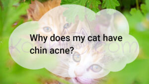 Read more about the article Why Does My Cat Have Chin Acne?