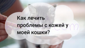 Подробнее о статье Как лечить проблемы с кожей у моей кошки?