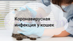 Подробнее о статье Коронавирусная инфекция у кошек