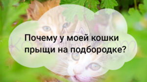 Подробнее о статье Почему у моей кошки прыщи на подбородке?