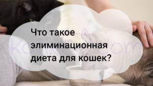Подробнее о статье Что такое элиминационная диета для кошек?