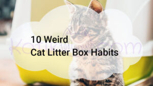 Read more about the article 10 Weird Cat Litter Box Habits