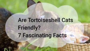Read more about the article Are Tortoiseshell Cats Friendly? 7 Fascinating Facts