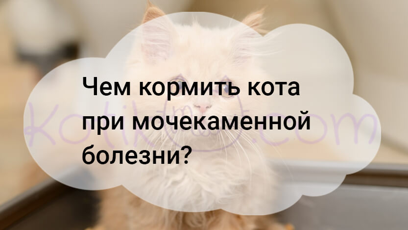 Подробнее о статье Чем кормить кота при мочекаменной болезни?