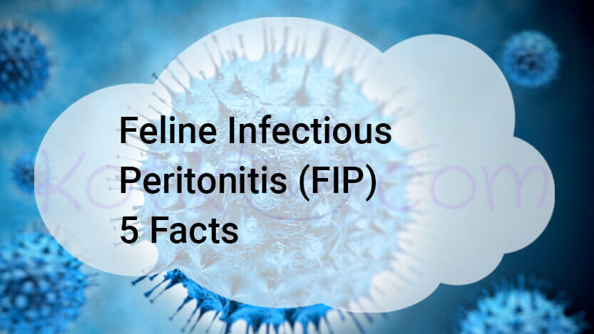 You are currently viewing Feline Infectious Peritonitis (FIP) 5 Facts