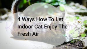 Read more about the article 4 Ways How To Let Indoor Cat Enjoy The Fresh Air