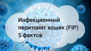 Подробнее о статье Инфекционный перитонит кошек (FIP) 5 фактов