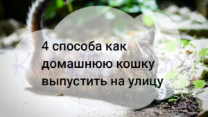 Подробнее о статье 4 способа как домашнюю кошку выпустить на улицу